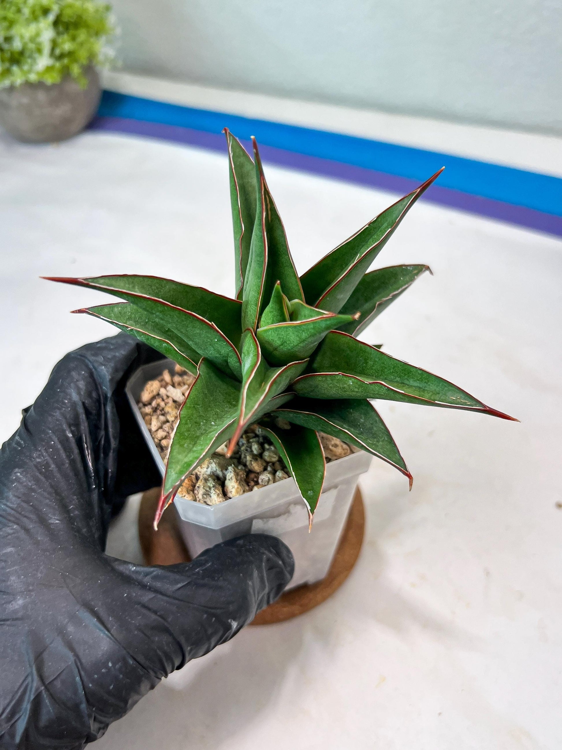 Sansevieria Teodora (#Ha112) | Imported Plant