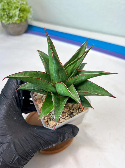 Sansevieria Teodora (#Ha112) | Imported Plant