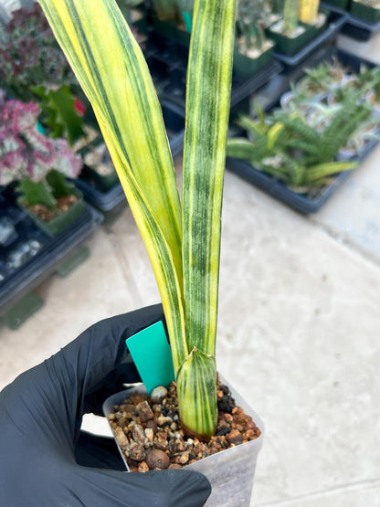 Sansevieria Trifasciata Parva Stick Var (Green) | Imported Plant