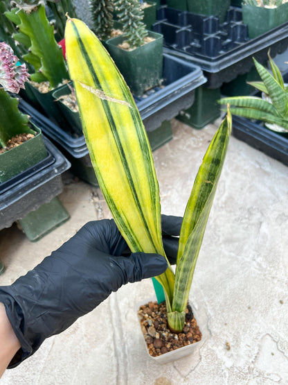 Sansevieria Trifasciata Parva Stick Var (Green) | Imported Plant