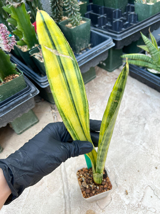 Sansevieria Trifasciata Parva Stick Var (G) | Imported Plant