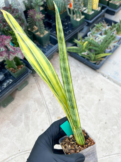 Sansevieria Trifasciata Parva Stick Var (Green) | Imported Plant