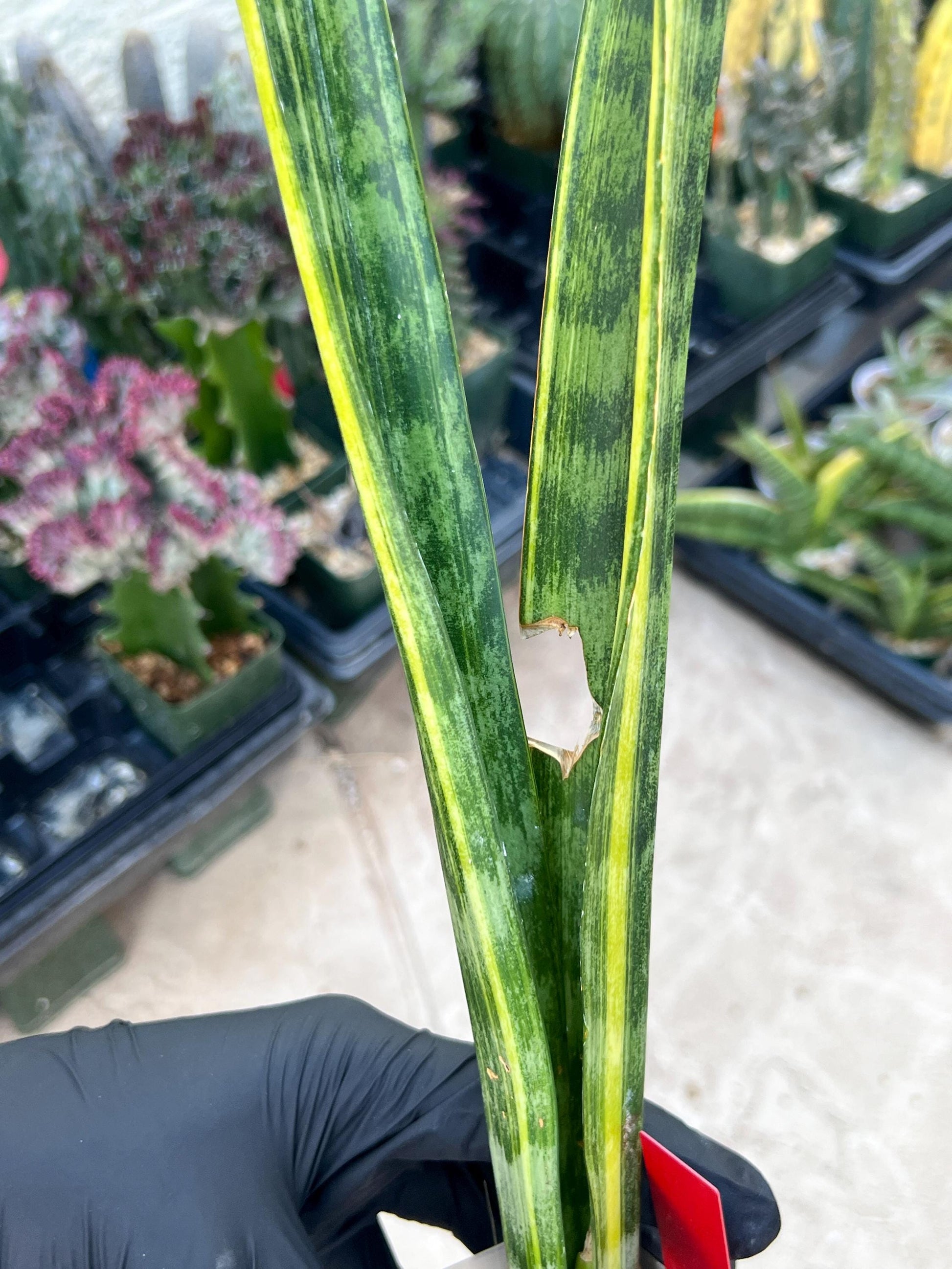 Sansevieria Trifasciata Parva Stick Var (Red) | Discounted