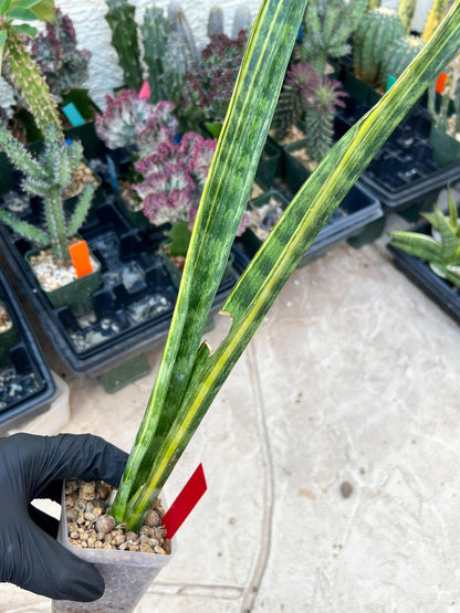 Sansevieria Trifasciata Parva Stick Var (Red) | Discounted