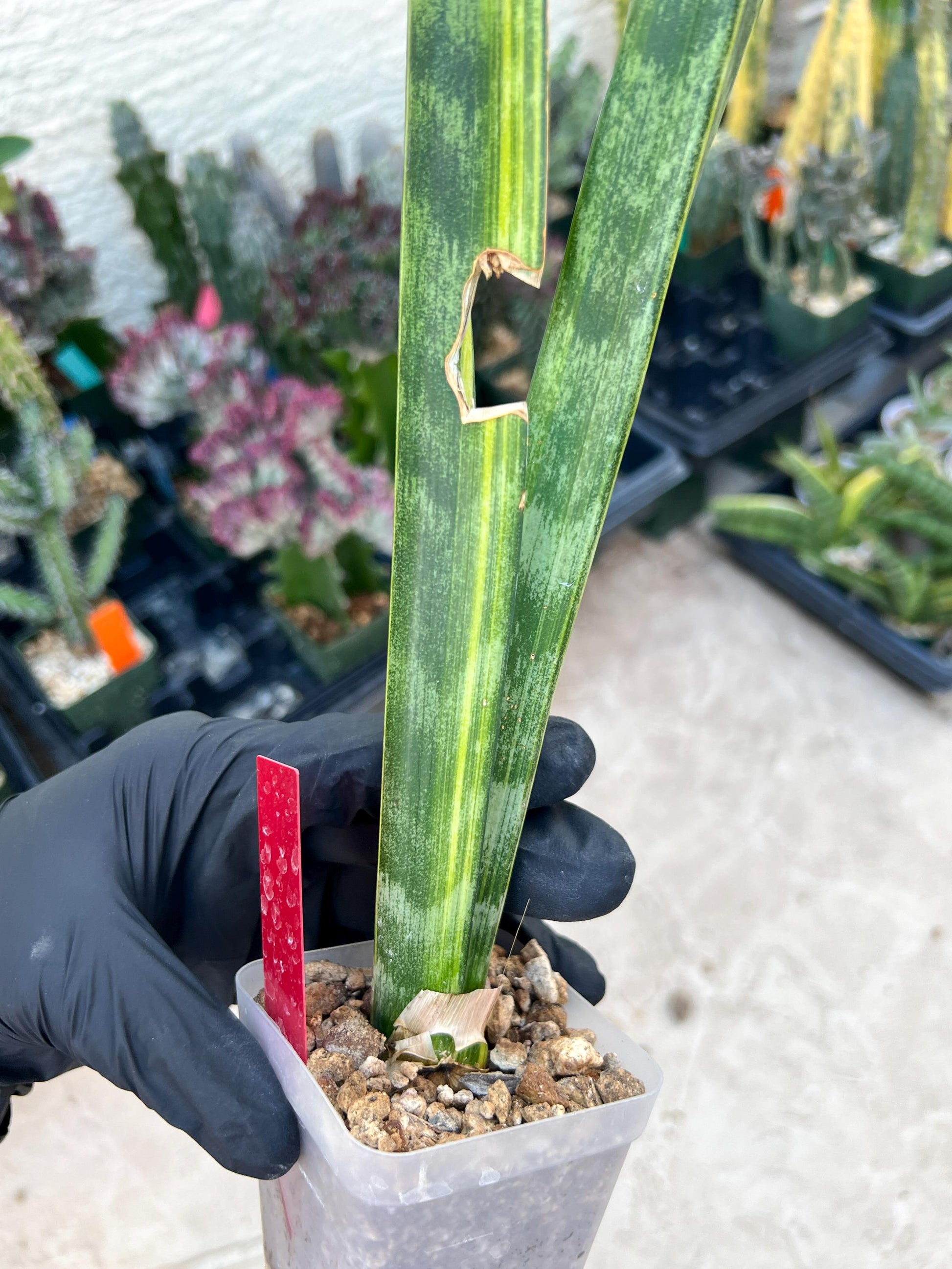 Sansevieria Trifasciata Parva Stick Var (Red) | Discounted