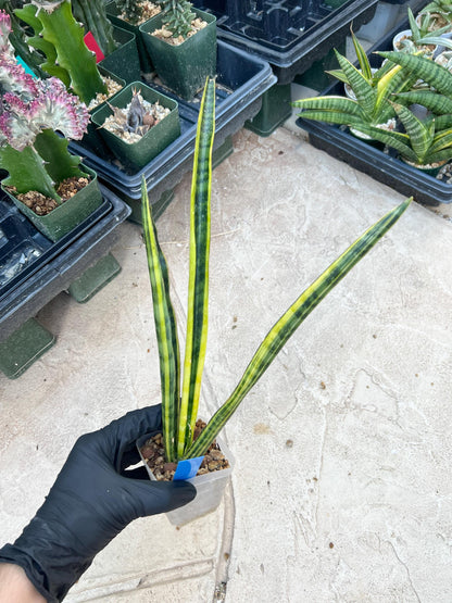 Sansevieria Trifasciata Parva Stick Var (P-B) | Imported Plant