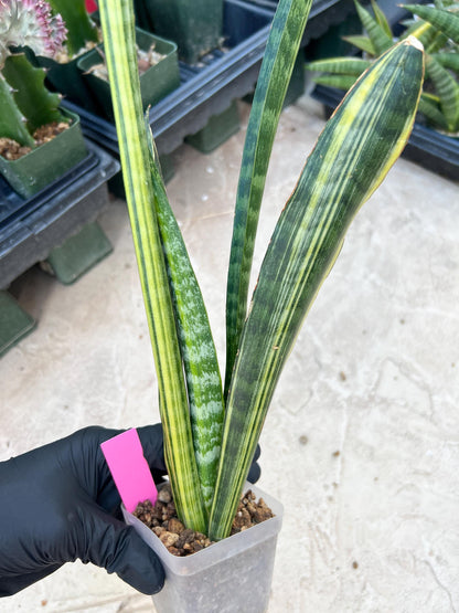 Sansevieria Trifasciata Parva Stick Var (Pink) | Imported Plant