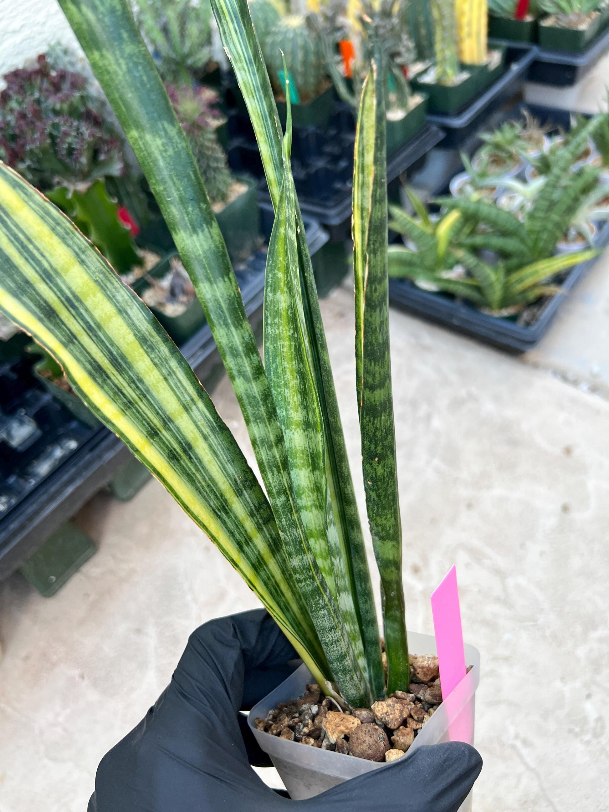 Sansevieria Trifasciata Parva Stick Var (Pink) | Imported Plant