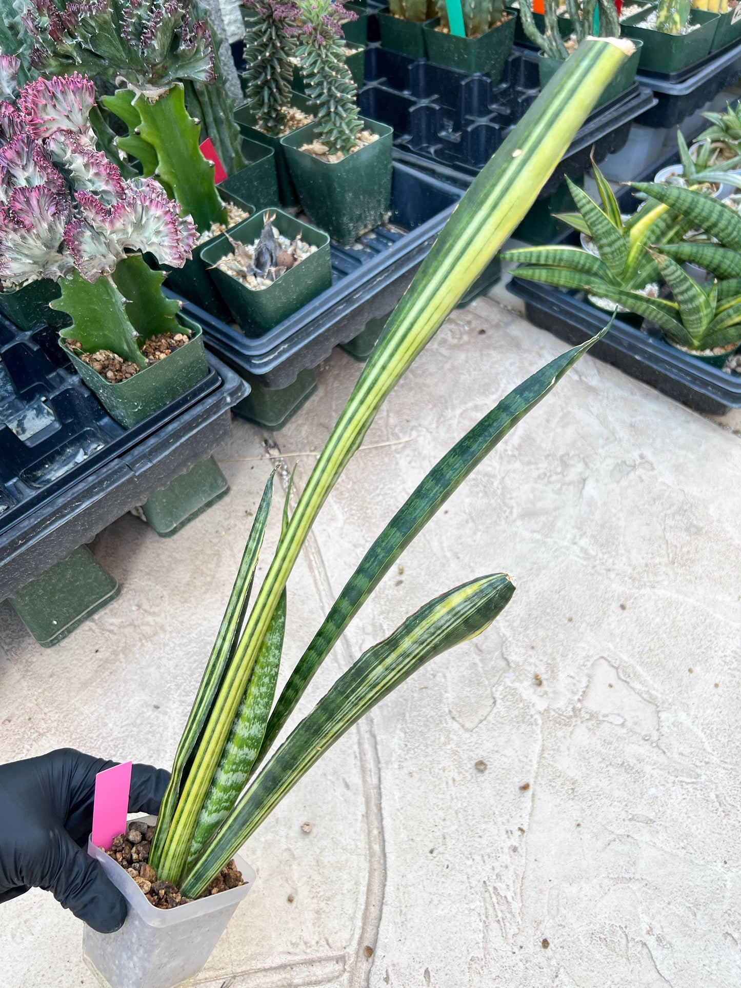 Sansevieria Trifasciata Parva Stick Var (Pink) | Imported Plant