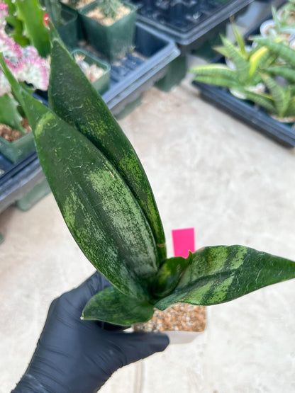 Sansevieria Frozen (Pink) | Imported Plant