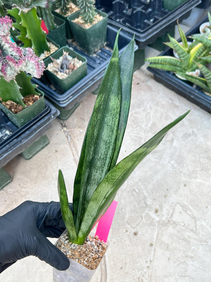 Sansevieria Frozen (Pink) | Imported Plant