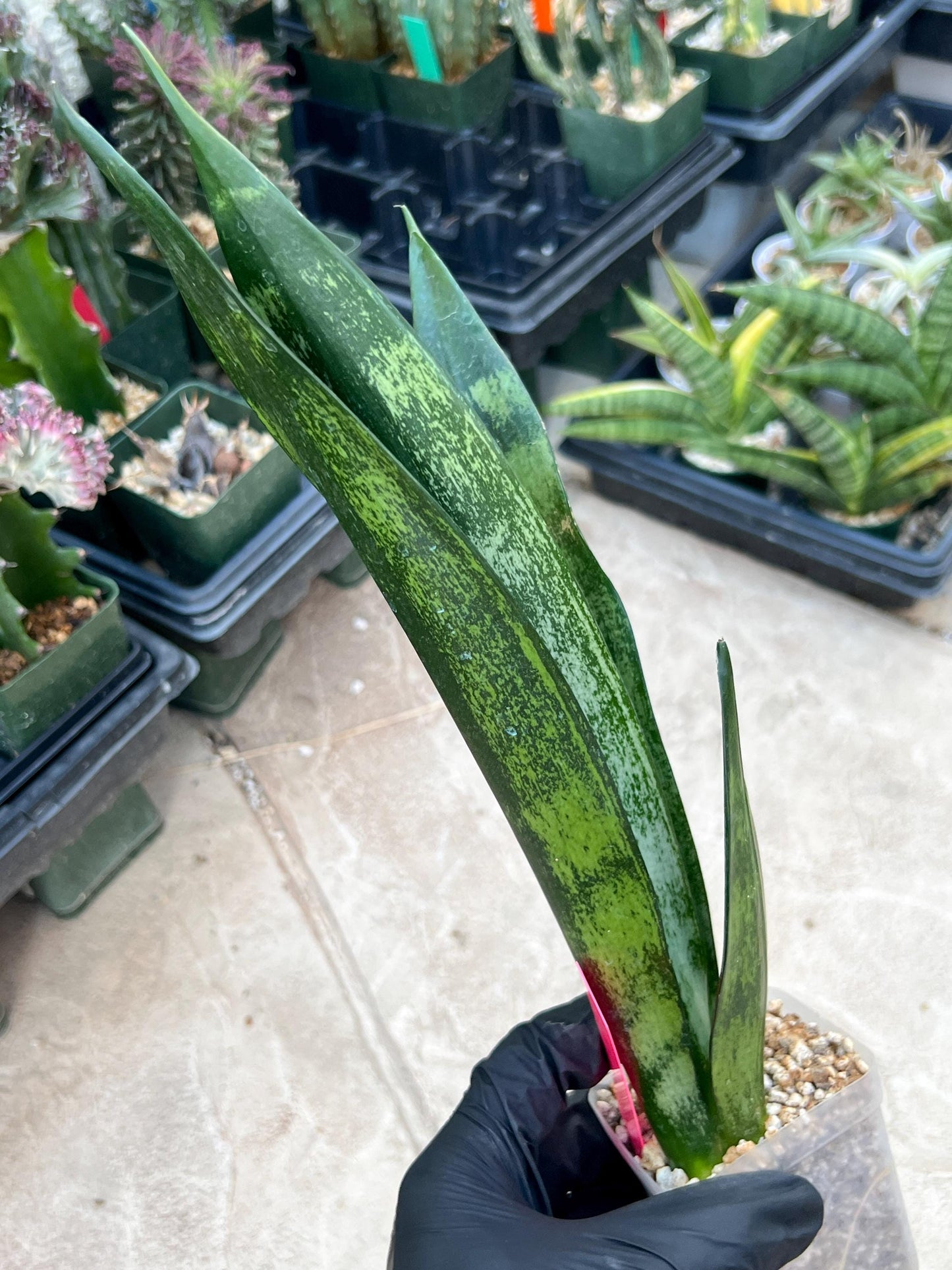 Sansevieria Frozen (Pink) | Imported Plant