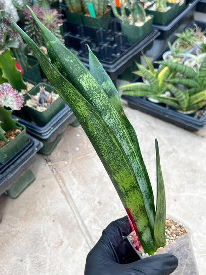 Sansevieria Frozen (Pink) | Imported Plant