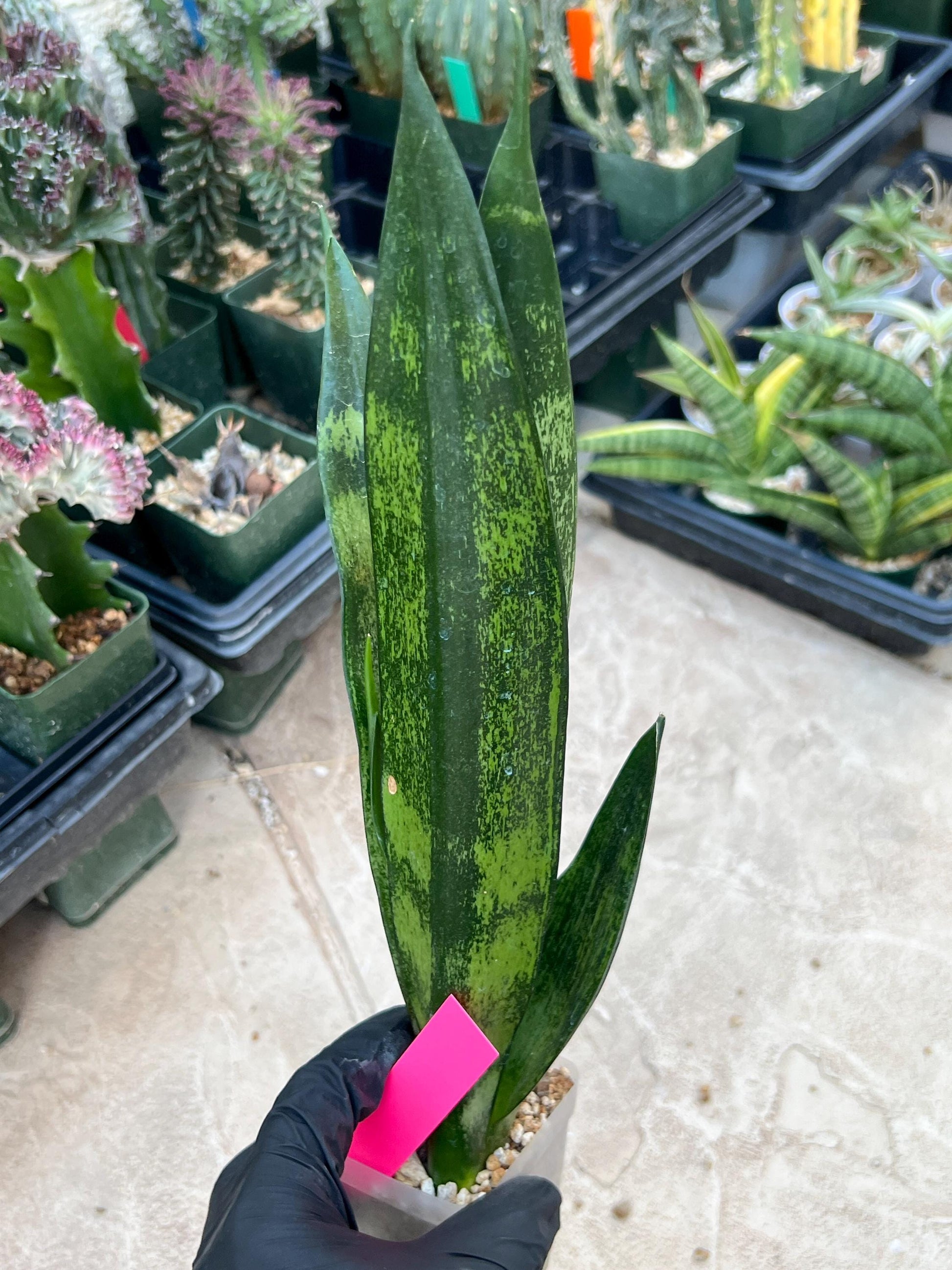 Sansevieria Frozen (Pink) | Imported Plant