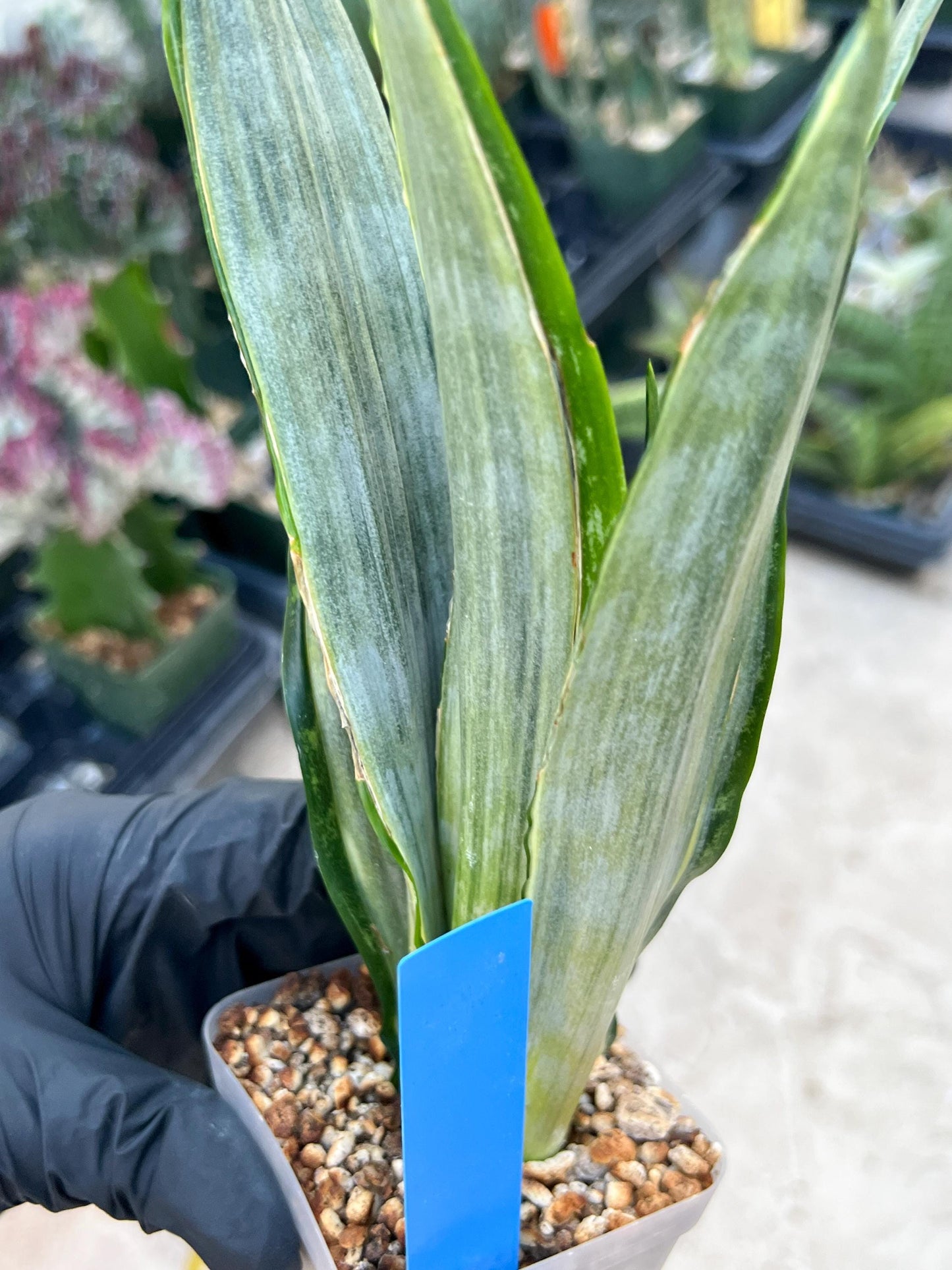 Sansevieria Frozen (Blue) | Imported Plant
