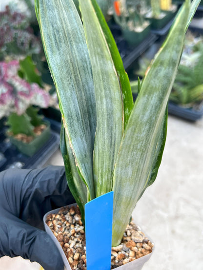 Sansevieria Frozen (Blue) | Imported Plant
