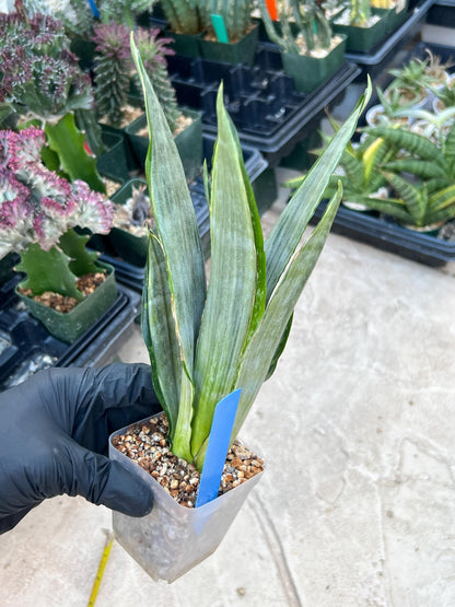 Sansevieria Frozen (Blue) | Imported Plant