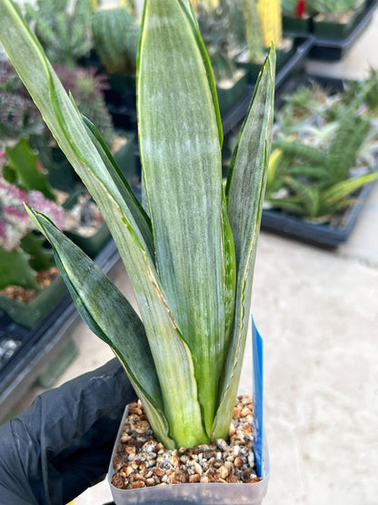 Sansevieria Frozen (Blue) | Imported Plant