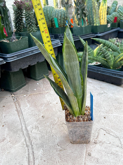 Sansevieria Frozen (Blue) | Imported Plant