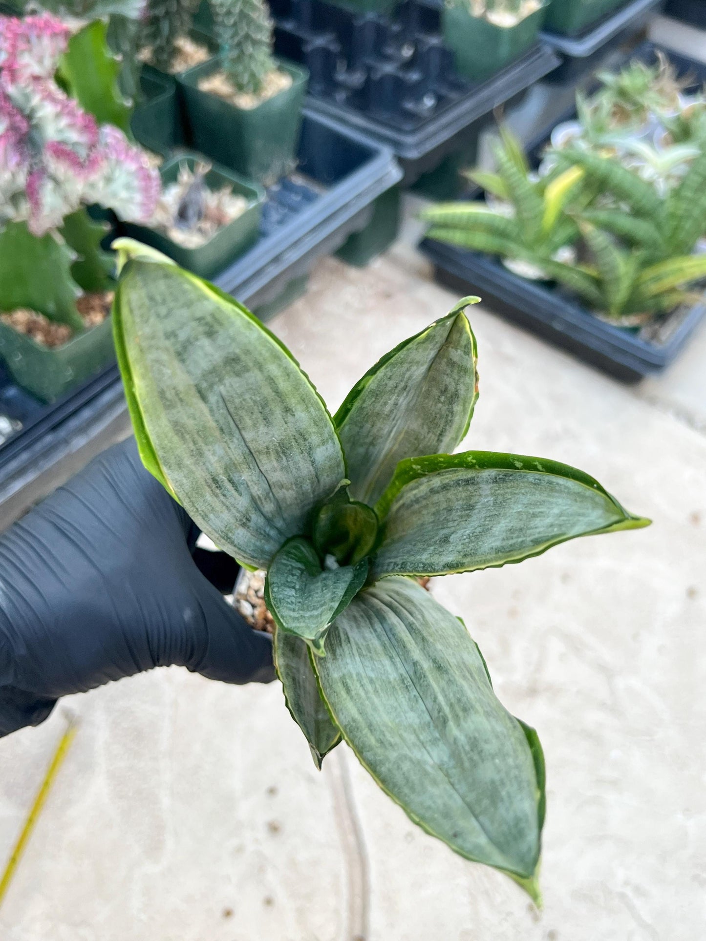 Sansevieria Frozen (Blue) | Imported Plant