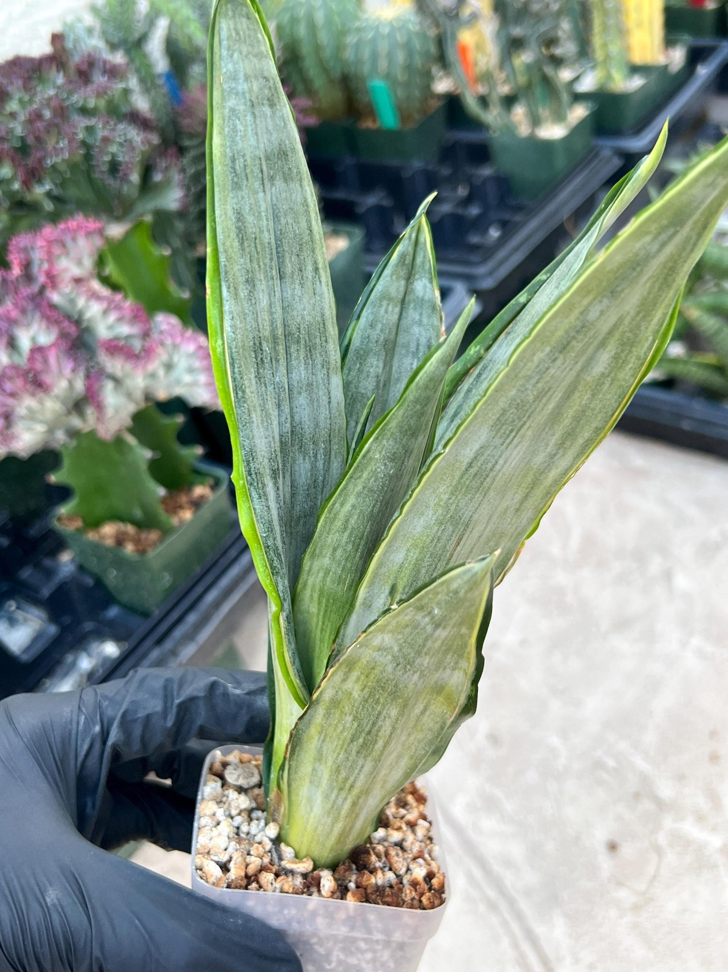Sansevieria Frozen (Blue) | Imported Plant