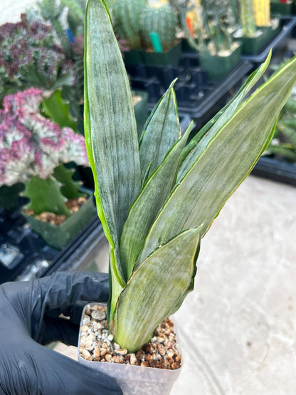 Sansevieria Frozen (Blue) | Imported Plant