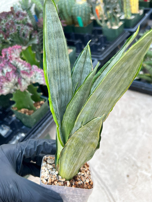 Sansevieria Frozen (Blue) | Imported Plant