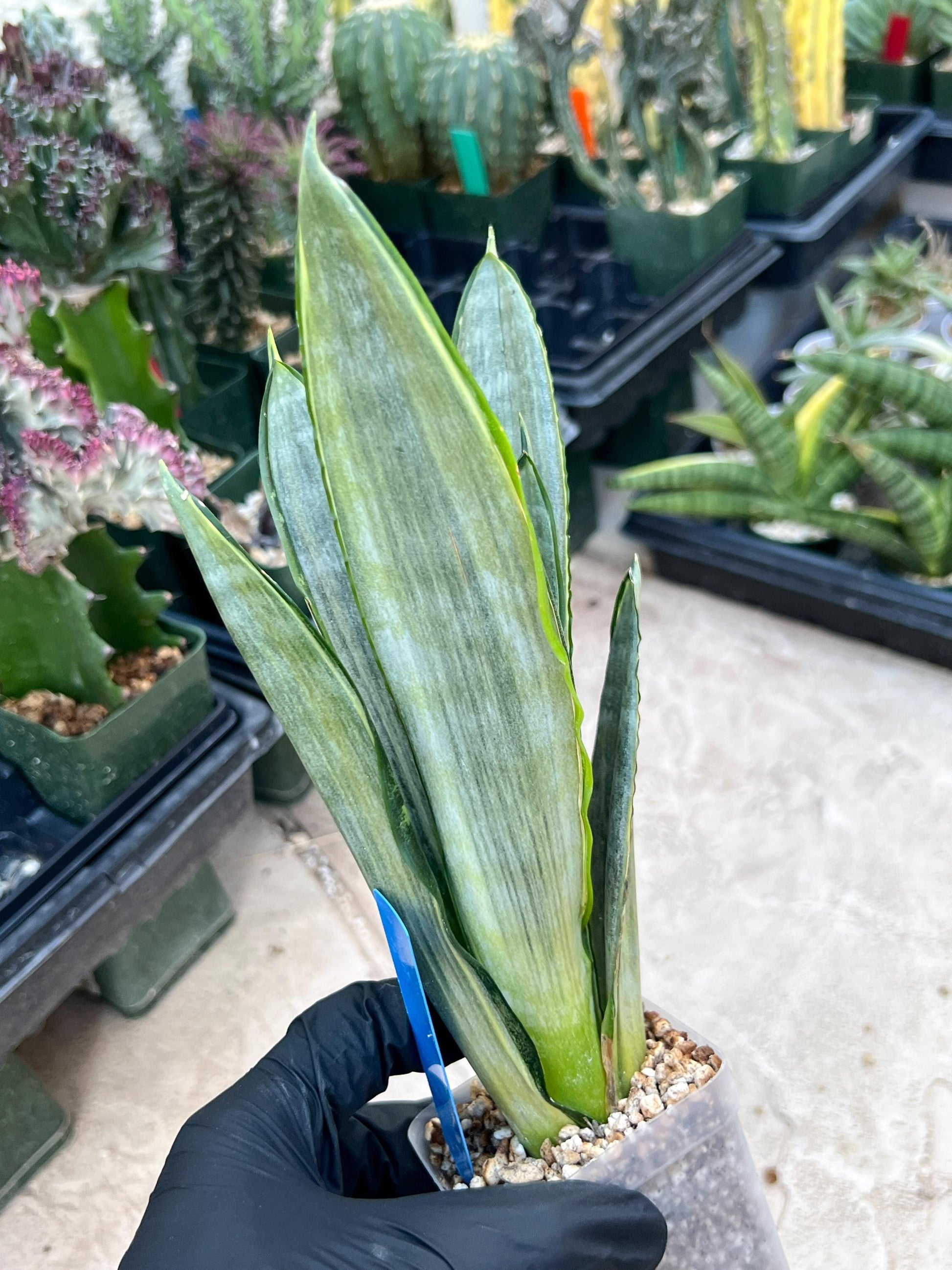 Sansevieria Frozen (Blue) | Imported Plant
