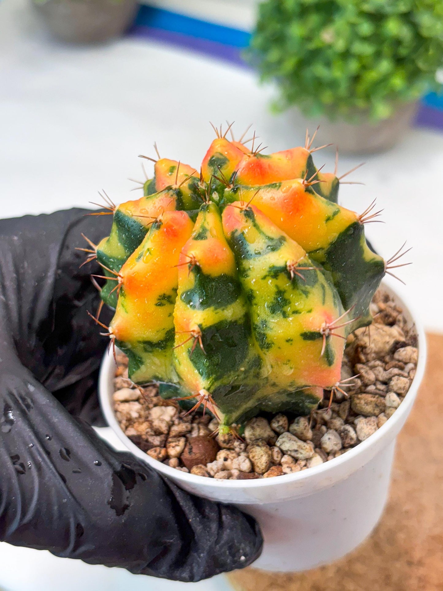 Gymnocalycium "Carnelian" (g4) (y3) | variegated cactus