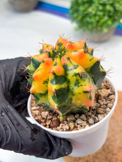 Gymnocalycium "Carnelian" (g4) (y3) | variegated cactus