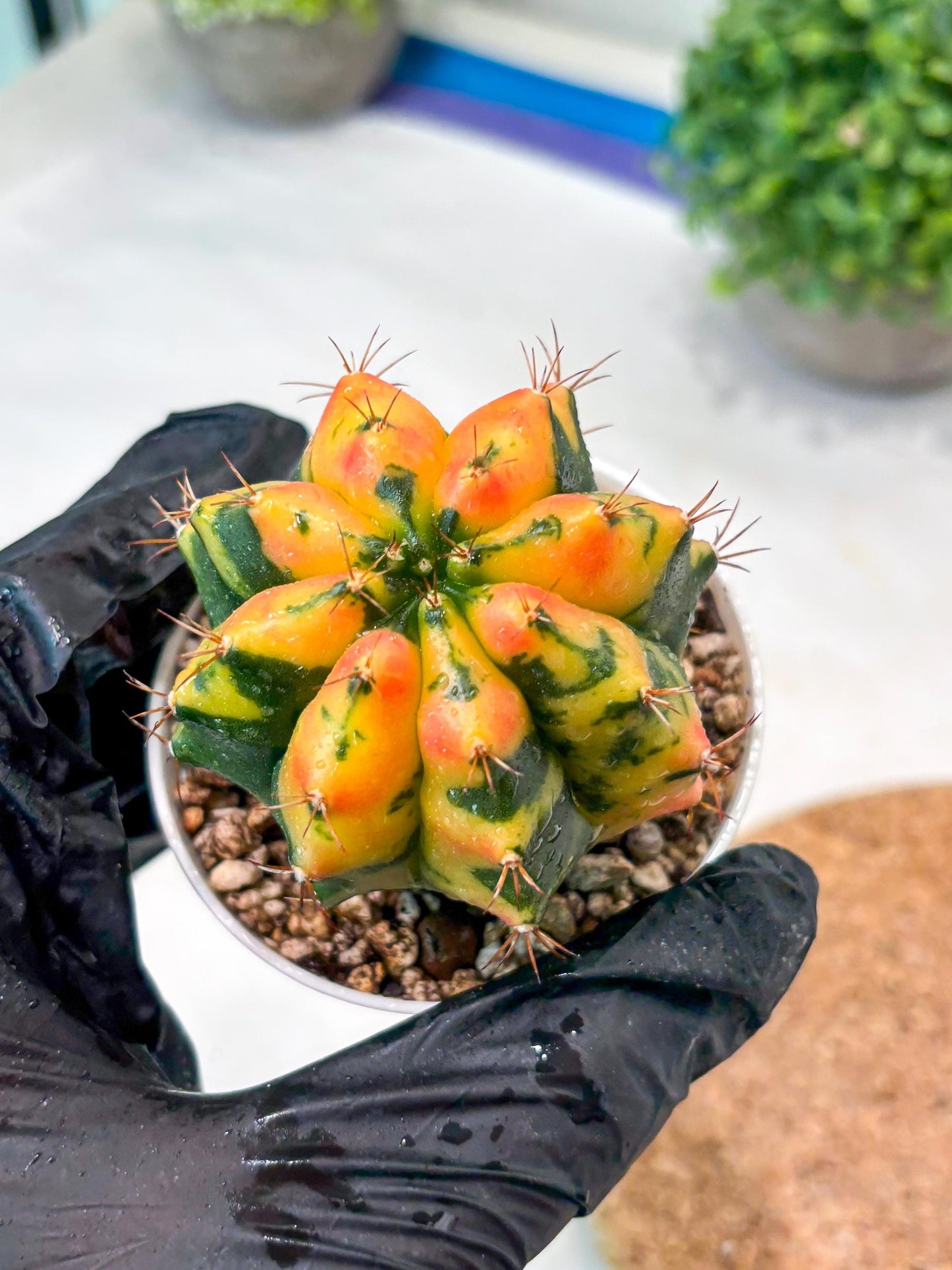 Gymnocalycium "Carnelian" (g4) (y3) | variegated cactus