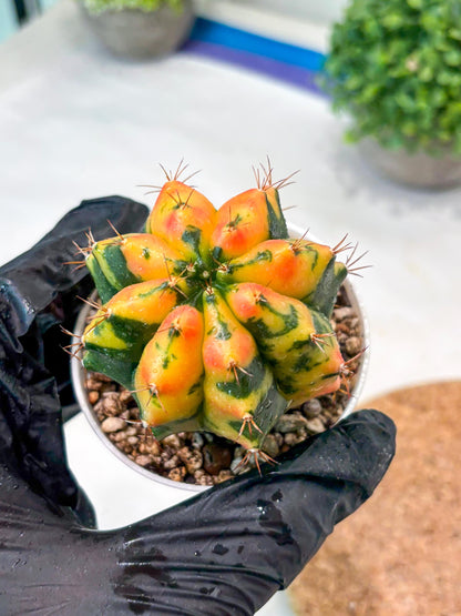 Gymnocalycium "Carnelian" (g4) (y3) | variegated cactus