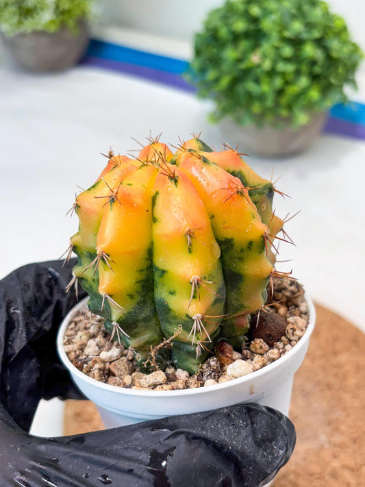 Gymnocalycium "Carnelian" (g4) (y4) | variegated cactus