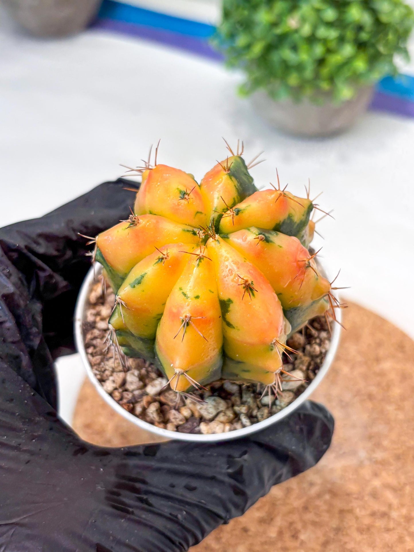 Gymnocalycium "Carnelian" (g4) (y4) | variegated cactus