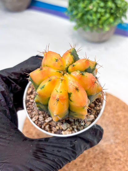 Gymnocalycium "Carnelian" (g4) (y4) | variegated cactus