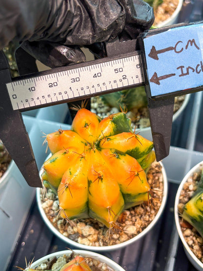 Gymnocalycium "Carnelian" (g4) (y4) | variegated cactus