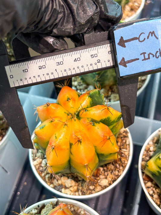 Gymnocalycium "Carnelian" (g4) (y4) | variegated cactus