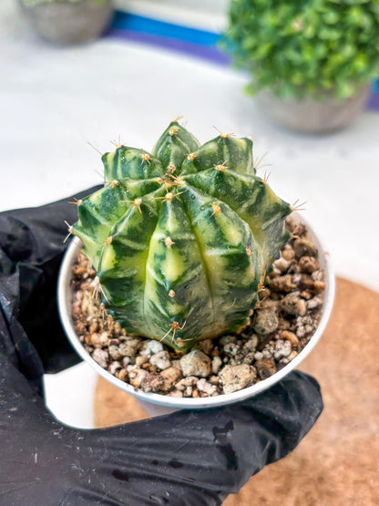 Gymnocalycium "Dragon Egg" (g4) (y5) | Special Hybrid cactus