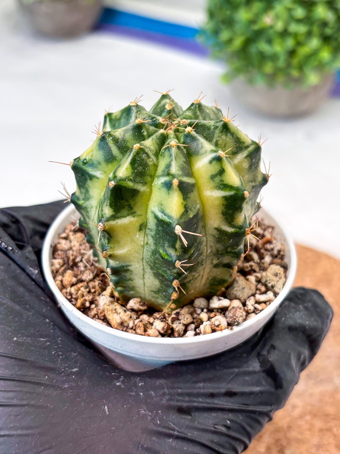 Gymnocalycium "Dragon Egg" (g4) (y5) | Special Hybrid cactus