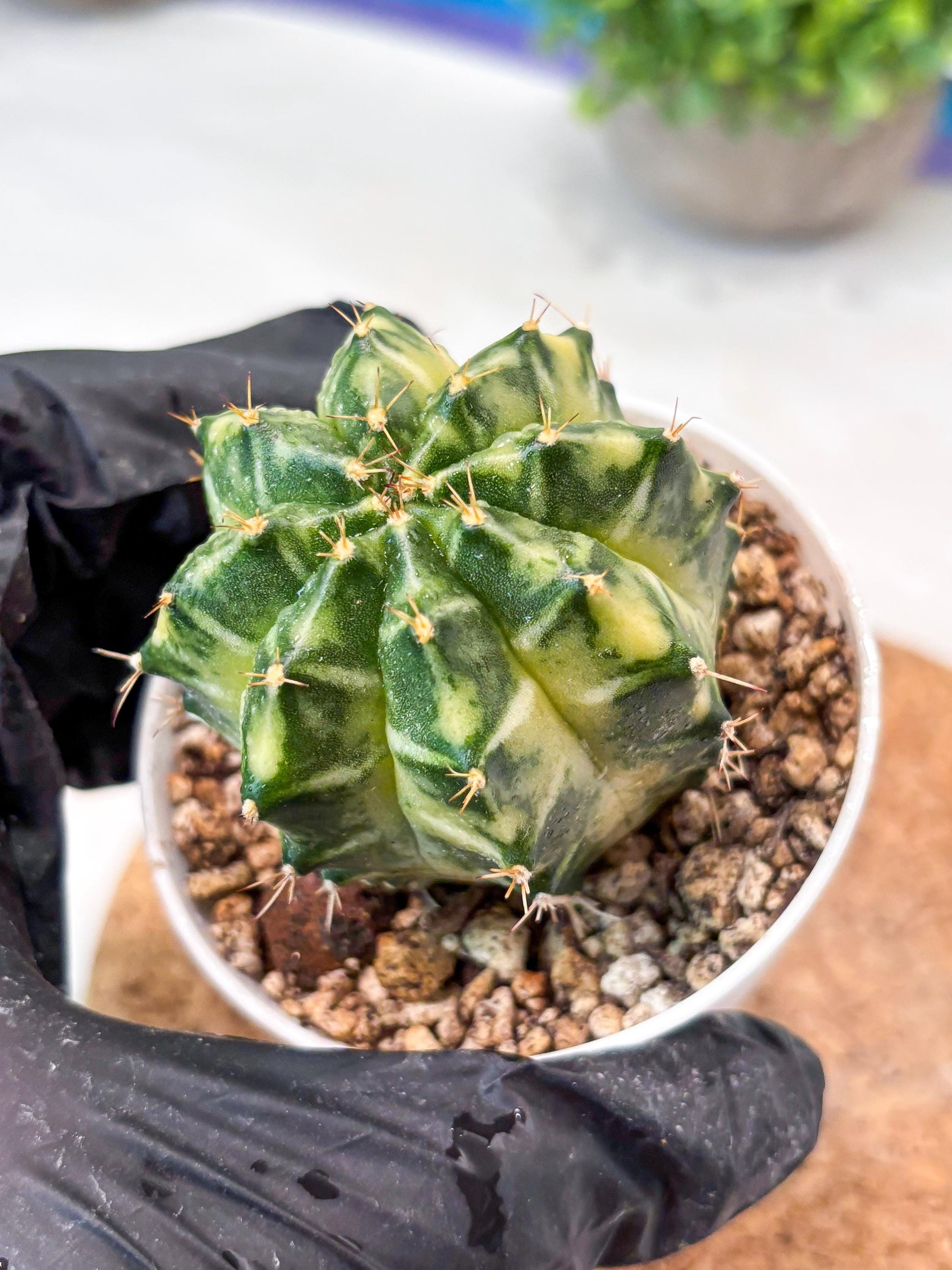 Gymnocalycium "Dragon Egg" (g4) (y5) | Special Hybrid cactus