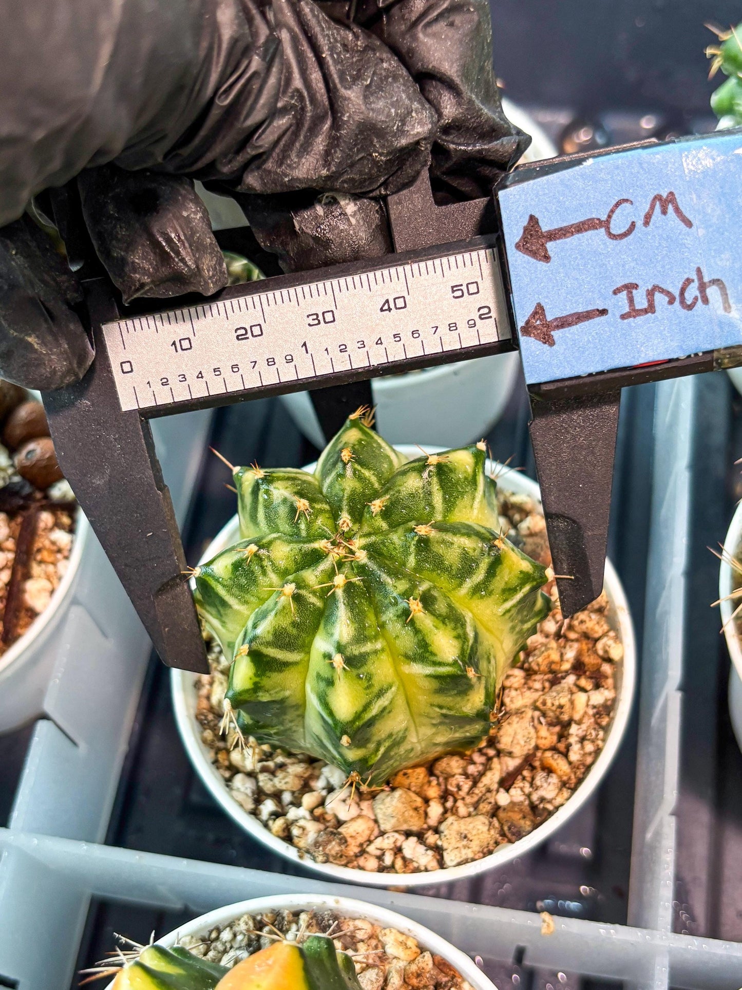 Gymnocalycium "Dragon Egg" (g4) (y5) | Special Hybrid cactus