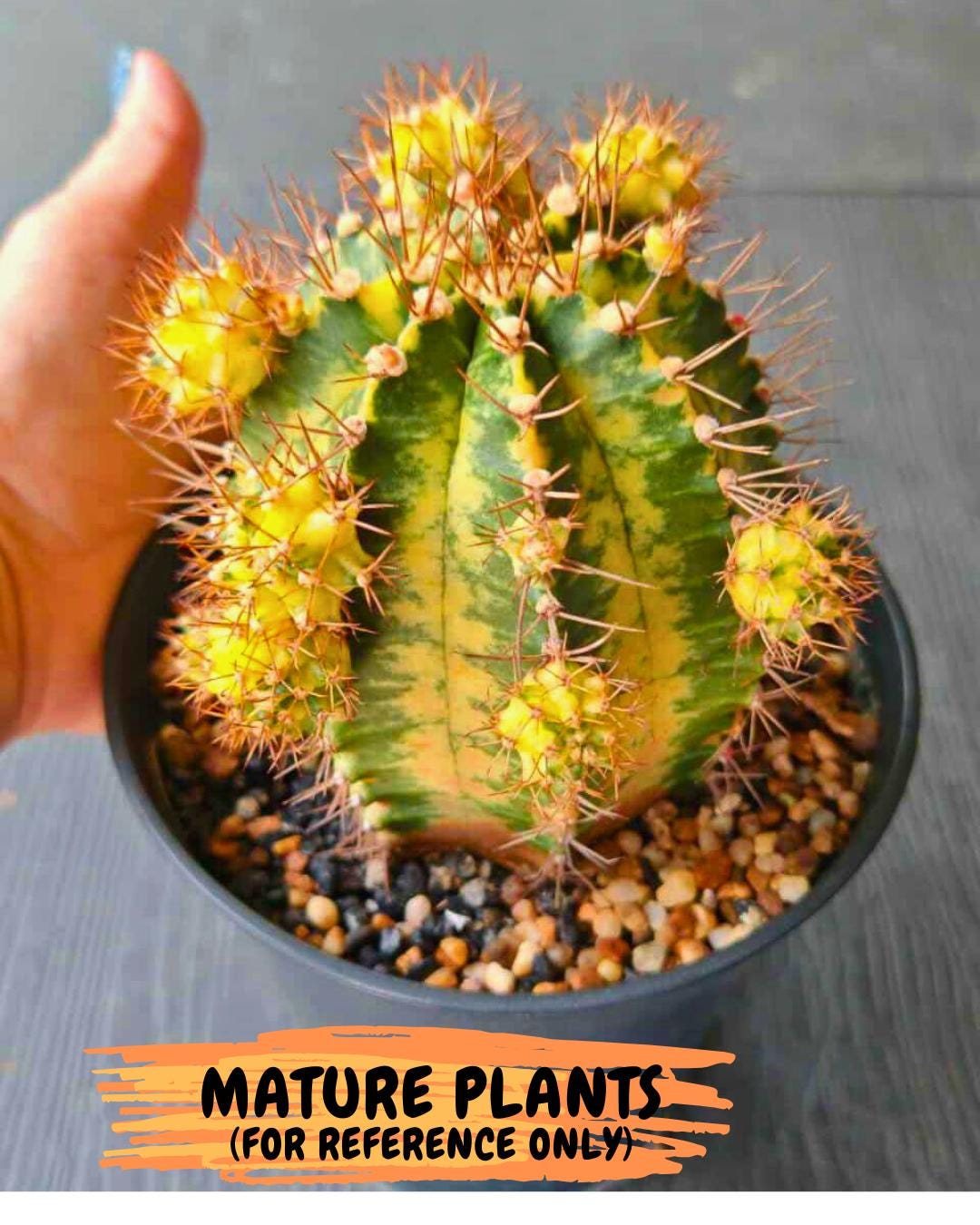 Gymnocalycium "Dragon Egg" (g4) (y5) | Special Hybrid cactus