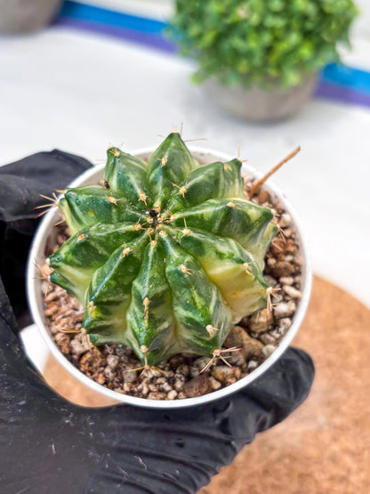 Gymnocalycium "Dragon Egg" (g4) (y6) | Special Hybrid cactus