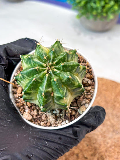 Gymnocalycium "Dragon Egg" (g4) (y6) | Special Hybrid cactus