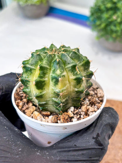 Gymnocalycium "Dragon Egg" (g4) (y6) | Special Hybrid cactus
