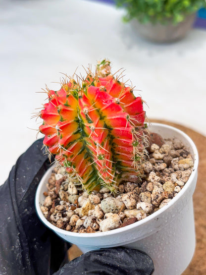Gymnocalycium "Ladybug" (g4) (g1) | Special Hybrid cactus
