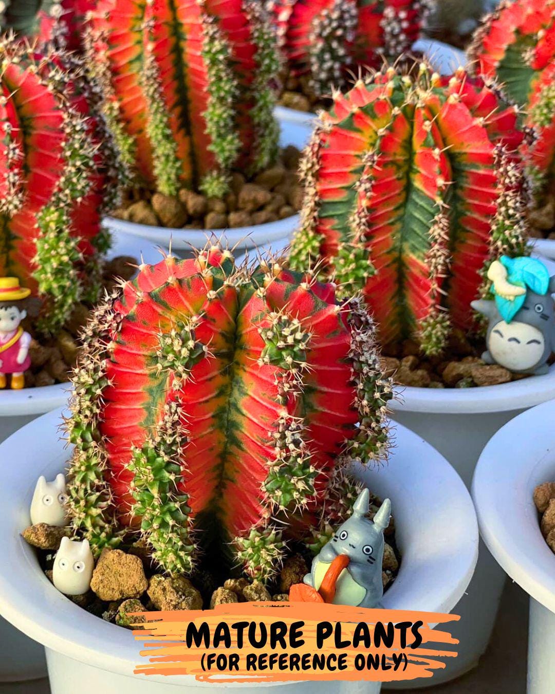 Gymnocalycium "Ladybug" (g4) (g1) | Special Hybrid cactus