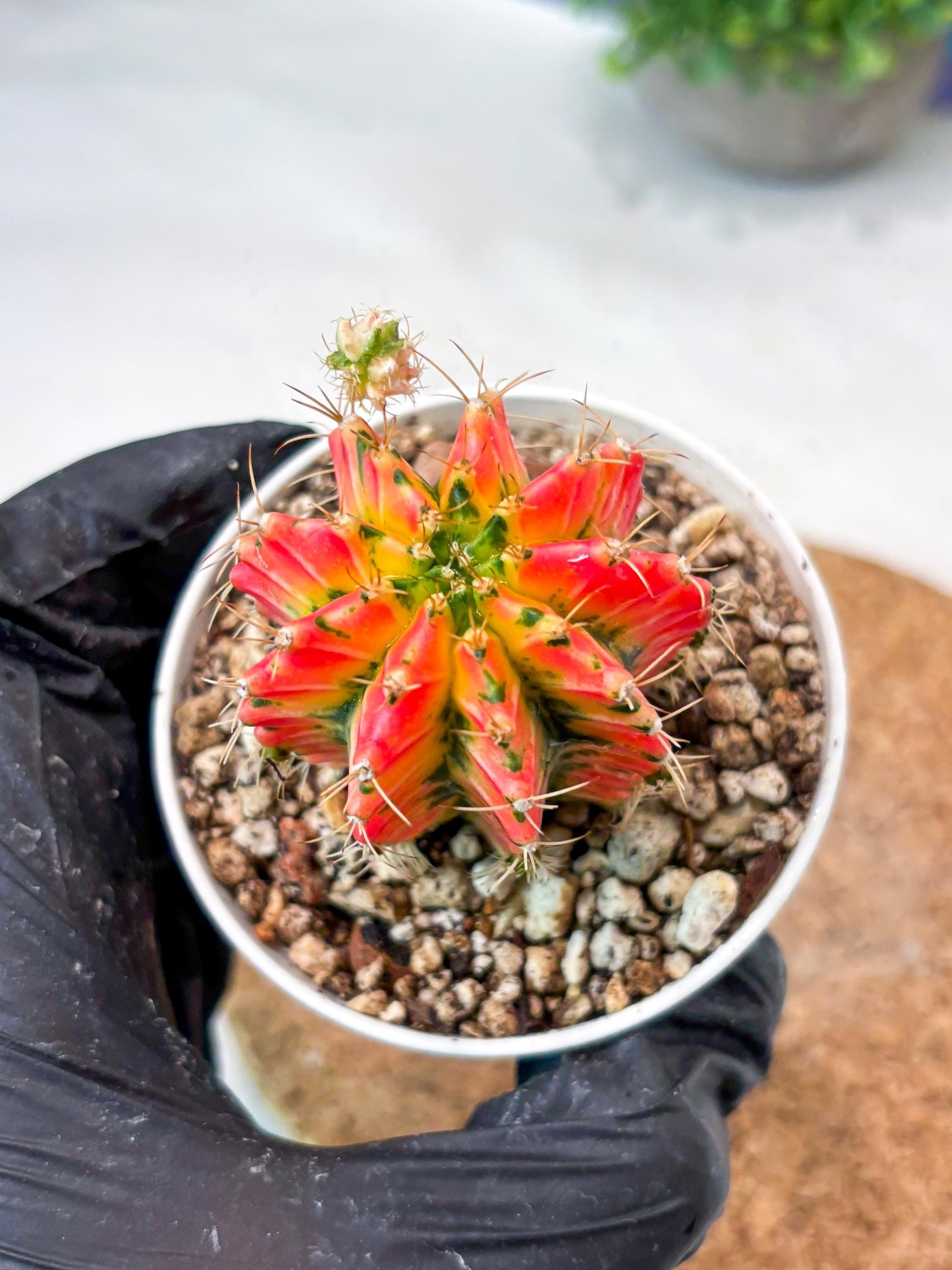 Gymnocalycium "Ladybug" (g4) (g1) | Special Hybrid cactus