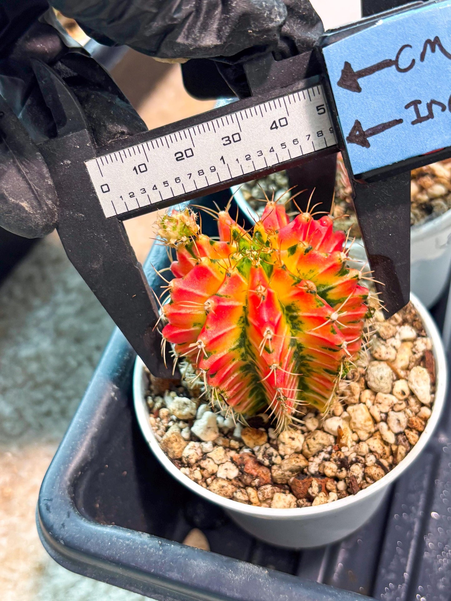Gymnocalycium "Ladybug" (g4) (g1) | Special Hybrid cactus