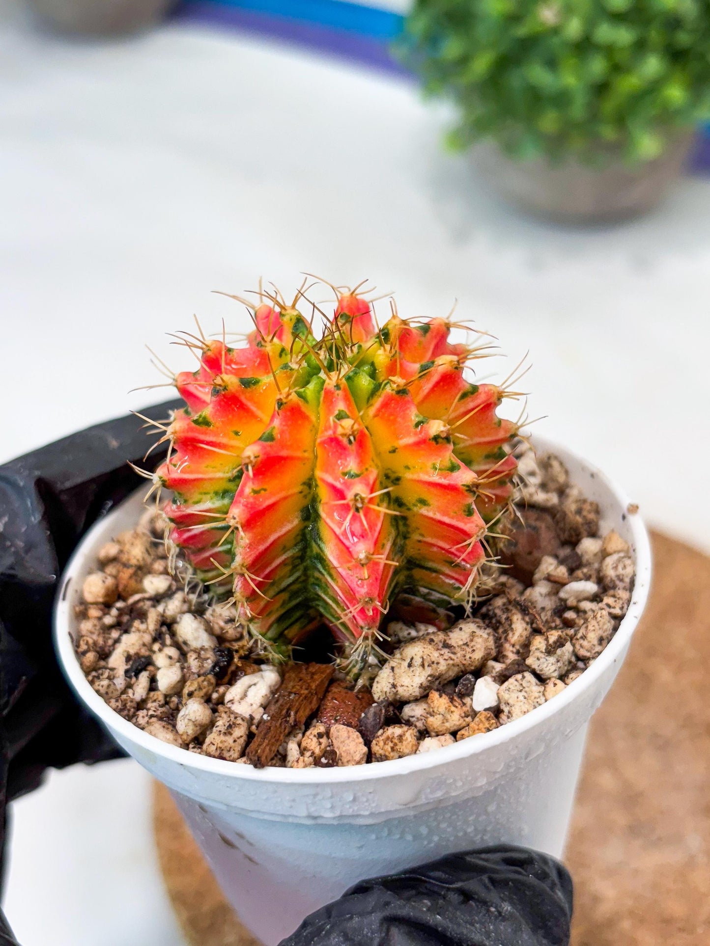 Gymnocalycium "Ladybug" (g4) (g2) | Special Hybrid cactus